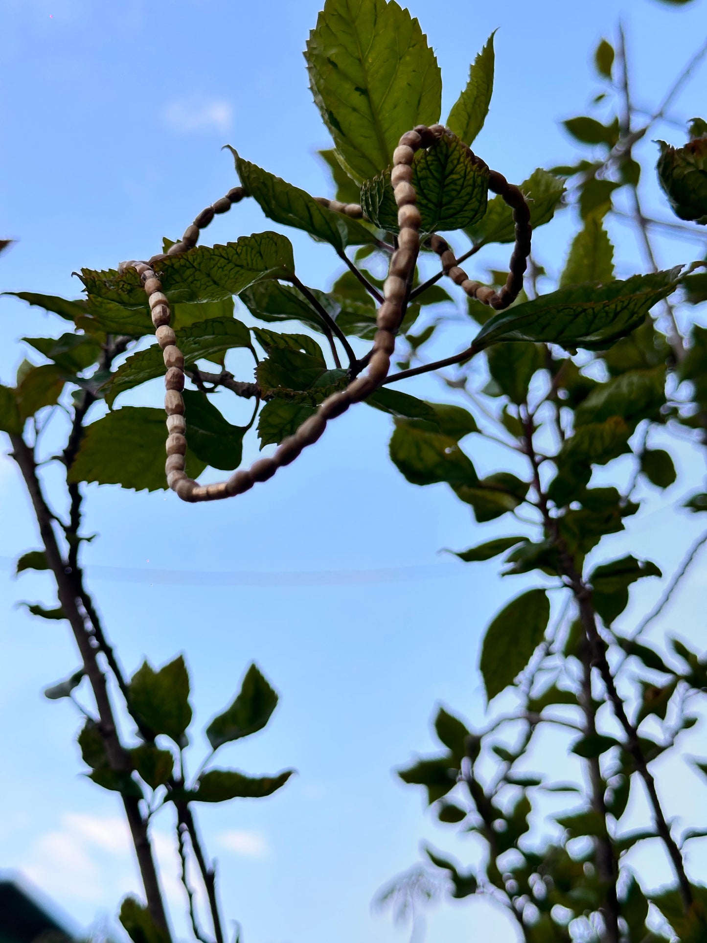 Single Round P. Kanthi